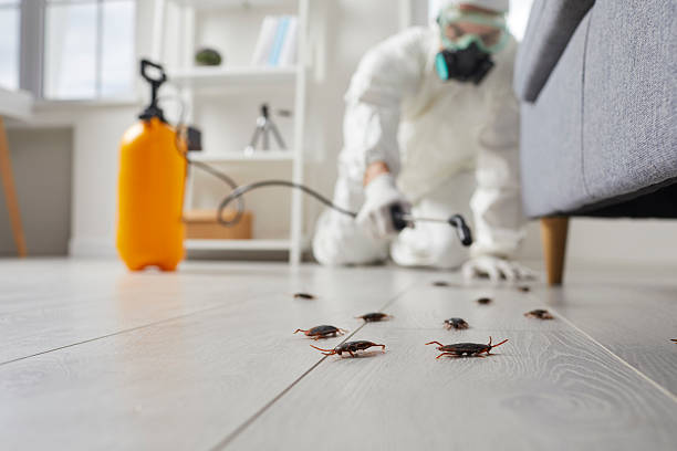 Post-Treatment Bed Bug Interceptor Monitoring in Gilbert